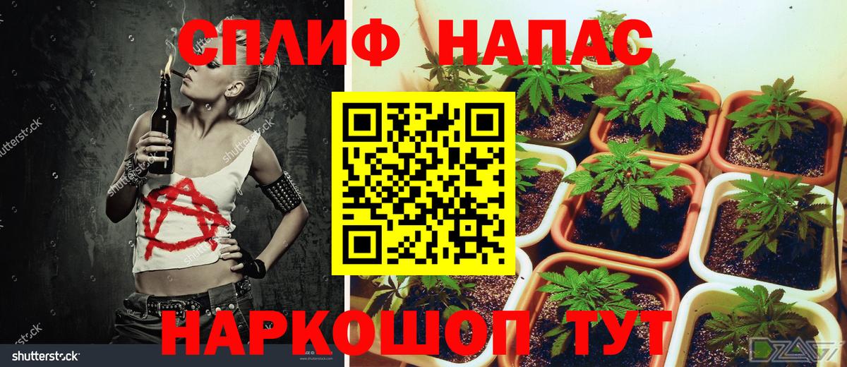 Конопля гибрид Кушва